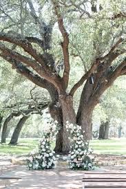 tree altair.jpg