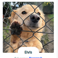 Elvis
